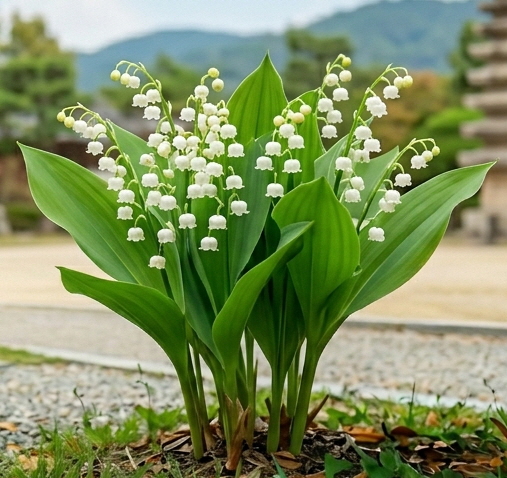 교화: 은방울꽃